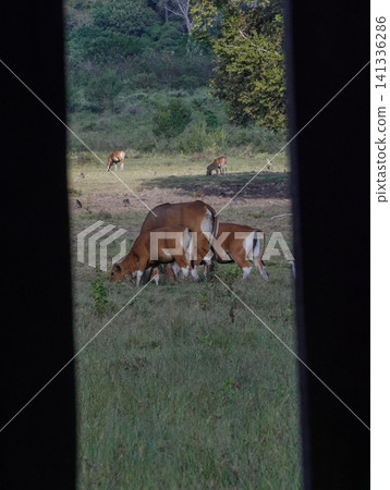 Wide view of the natural savanna ecosystem in Sadengan, a protected habitat for Javan banteng ,deer. and other animals Wide view of the natural savanna ecosystem in Sadengan, a protected habitat for Javan banteng ,deer. and other animals 141336286