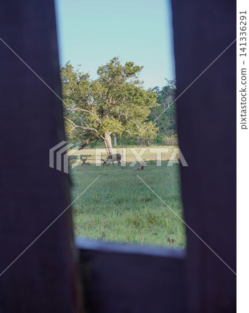 Wide view of the natural savanna ecosystem in Sadengan, a protected habitat for Javan banteng ,deer. and other animals Wide view of the natural savanna ecosystem in Sadengan, a protected habitat for Javan banteng ,deer. and other animals 141336291