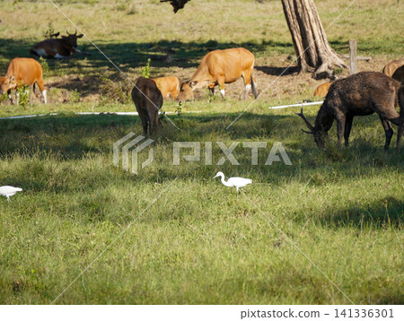 Wide view of the natural savanna ecosystem in Sadengan, a protected habitat for Javan banteng ,deer. and other animals Wide view of the natural savanna ecosystem in Sadengan, a protected habitat for Javan banteng ,deer. and other animals 141336301
