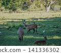 Wide view of the natural savanna ecosystem in Sadengan, a protected habitat for Javan banteng ,deer. and other animals 141336302