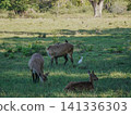 Wide view of the natural savanna ecosystem in Sadengan, a protected habitat for Javan banteng ,deer. and other animals 141336303
