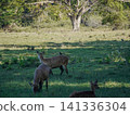 Wide view of the natural savanna ecosystem in Sadengan, a protected habitat for Javan banteng ,deer. and other animals 141336304