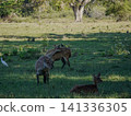 Wide view of the natural savanna ecosystem in Sadengan, a protected habitat for Javan banteng ,deer. and other animals 141336305