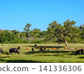 Wide view of the natural savanna ecosystem in Sadengan, a protected habitat for Javan banteng ,deer. and other animals 141336306