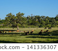 Wide view of the natural savanna ecosystem in Sadengan, a protected habitat for Javan banteng ,deer. and other animals 141336307
