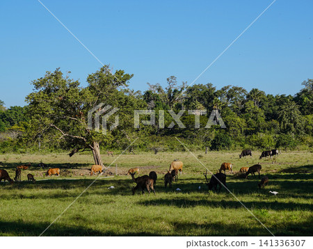 Wide view of the natural savanna ecosystem in Sadengan, a protected habitat for Javan banteng ,deer. and other animals Wide view of the natural savanna ecosystem in Sadengan, a protected habitat for Javan banteng ,deer. and other animals 141336307