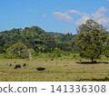 Wide view of the natural savanna ecosystem in Sadengan, a protected habitat for Javan banteng ,deer. and other animals 141336308