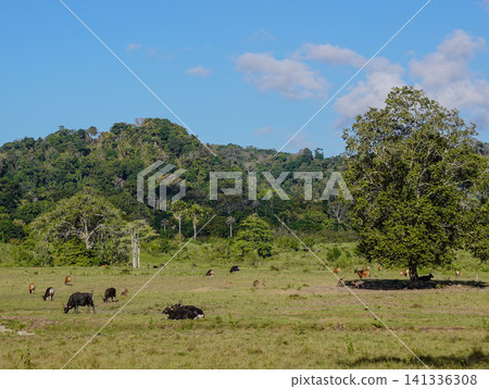 Wide view of the natural savanna ecosystem in Sadengan, a protected habitat for Javan banteng ,deer. and other animals Wide view of the natural savanna ecosystem in Sadengan, a protected habitat for Javan banteng ,deer. and other animals 141336308