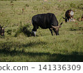 Wide view of the natural savanna ecosystem in Sadengan, a protected habitat for Javan banteng ,deer. and other animals 141336309