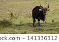 Wide view of the natural savanna ecosystem in Sadengan, a protected habitat for Javan banteng ,deer. and other animals 141336312