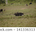 Wide view of the natural savanna ecosystem in Sadengan, a protected habitat for Javan banteng ,deer. and other animals 141336313