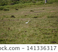 Wide view of the natural savanna ecosystem in Sadengan, a protected habitat for Javan banteng ,deer. and other animals 141336317