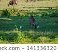 Wide view of the natural savanna ecosystem in Sadengan, a protected habitat for Javan banteng ,deer. and other animals 141336320