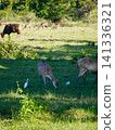 Wide view of the natural savanna ecosystem in Sadengan, a protected habitat for Javan banteng ,deer. and other animals 141336321