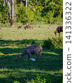 Wide view of the natural savanna ecosystem in Sadengan, a protected habitat for Javan banteng ,deer. and other animals 141336322