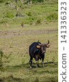 Wide view of the natural savanna ecosystem in Sadengan, a protected habitat for Javan banteng ,deer. and other animals 141336323
