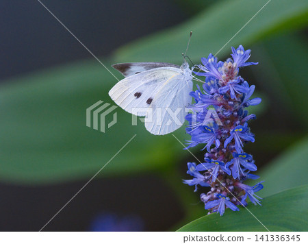 白菜蝶從花中吸食花蜜 白菜蝶從花中吸食花蜜 141336345