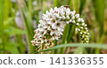 White flowers: Lysimachia japonica 141336355