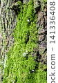 Moss and small mushrooms growing on a tree trunk 141336408