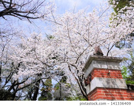 Cherry blossoms at the Akamon Gate of Kumamoto University (Kumamoto City, Kumamoto Prefecture) Cherry blossoms at the Akamon Gate of Kumamoto University (Kumamoto City, Kumamoto Prefecture) 141336409