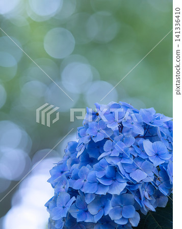 繡球花在散景背景下盛開 繡球花在散景背景下盛開 141336410