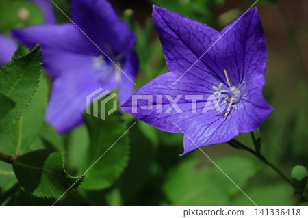 Flowers that bring good luck in your career Flowers that bring good luck in your career 141336418