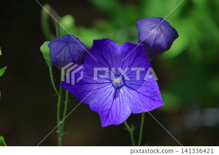 能為你的事業帶來好運的花朵 能為你的事業帶來好運的花朵 141336421