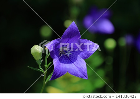能為你的事業帶來好運的花朵 141336422