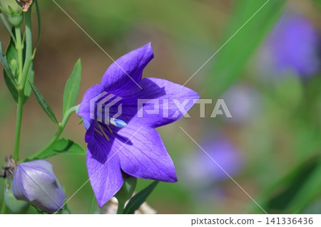 Flowers that bring good luck in your career Flowers that bring good luck in your career 141336436