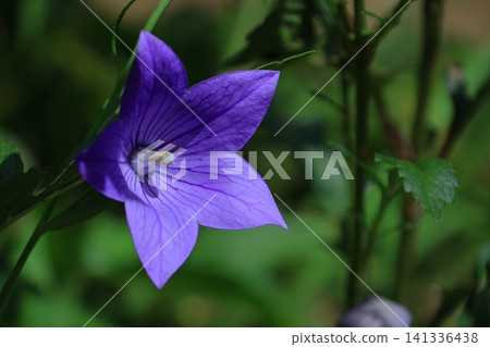 能為你的事業帶來好運的花朵 141336438
