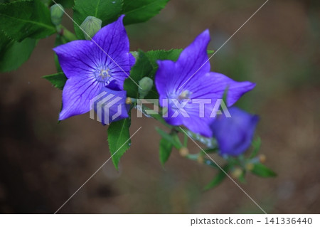 Flowers that bring good luck in your career Flowers that bring good luck in your career 141336440