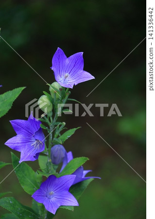 Flowers that bring good luck in your career Flowers that bring good luck in your career 141336442