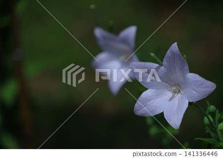 Flowers that bring good luck in your career Flowers that bring good luck in your career 141336446