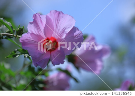 裝飾你的夏日茶室 裝飾你的夏日茶室 141336545