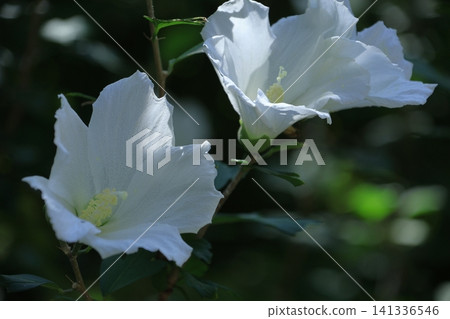 裝飾你的夏日茶室 裝飾你的夏日茶室 141336546