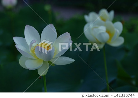 Holy flower Holy flower 141336744