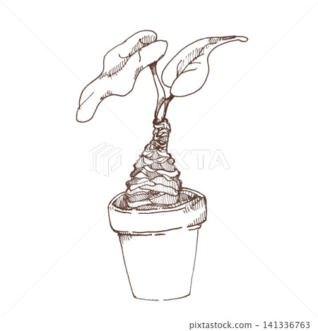 Alocasia macrorrhizos (Tea) Alocasia macrorrhizos (Tea) 141336763
