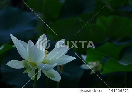 聖花 聖花 141336773