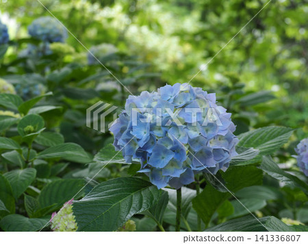 Blue hydrangea 141336807