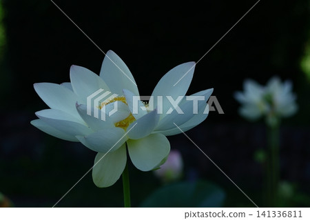聖花 聖花 141336811