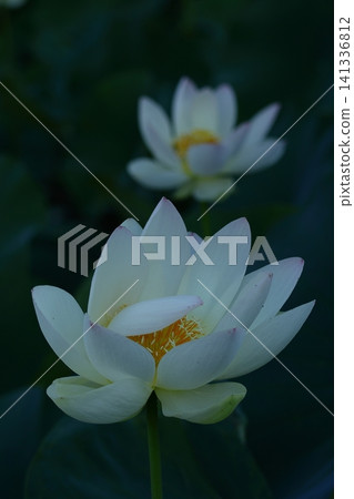 Holy flower Holy flower 141336812