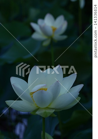 聖花 聖花 141336814