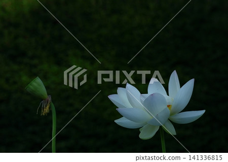 聖花 聖花 141336815