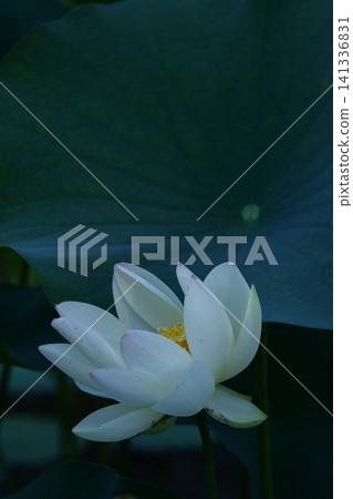 Holy flower Holy flower 141336831