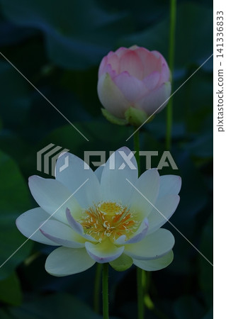 聖花 聖花 141336833