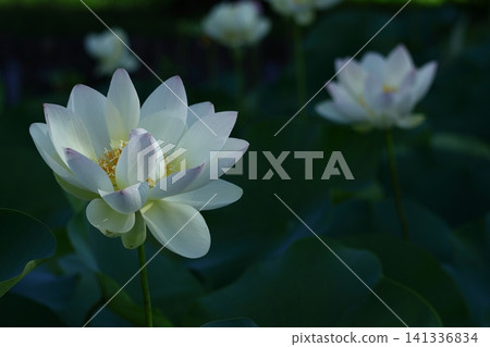 聖花 聖花 141336834