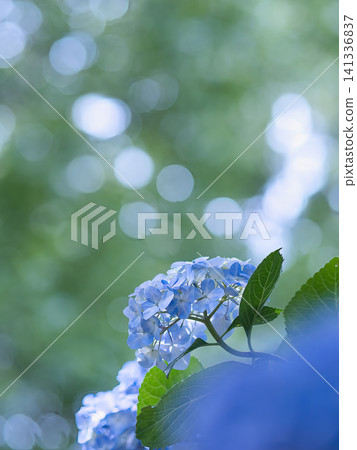 Sunbeams and hydrangea Sunbeams and hydrangea 141336837