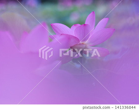 風景與蓮花 風景與蓮花 141336844