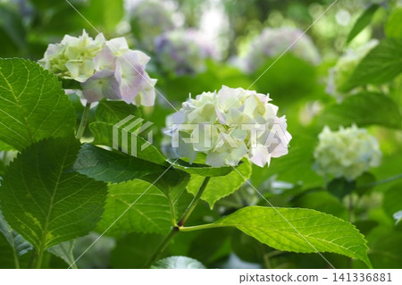 白色繡球花 白色繡球花 141336881