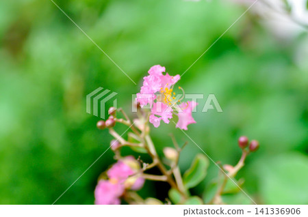 crape myrtle, crepe myrtle or Lagerstroemia floribunda Jack or Lagerstroemia sp or LYTHRACEAE or Thai crape myrtle or pink flower or pink flower crape myrtle, crepe myrtle or Lagerstroemia floribunda Jack or Lagerstroemia sp or LYTHRACEAE or Thai crape myrtle or pink flower or pink flower 141336906